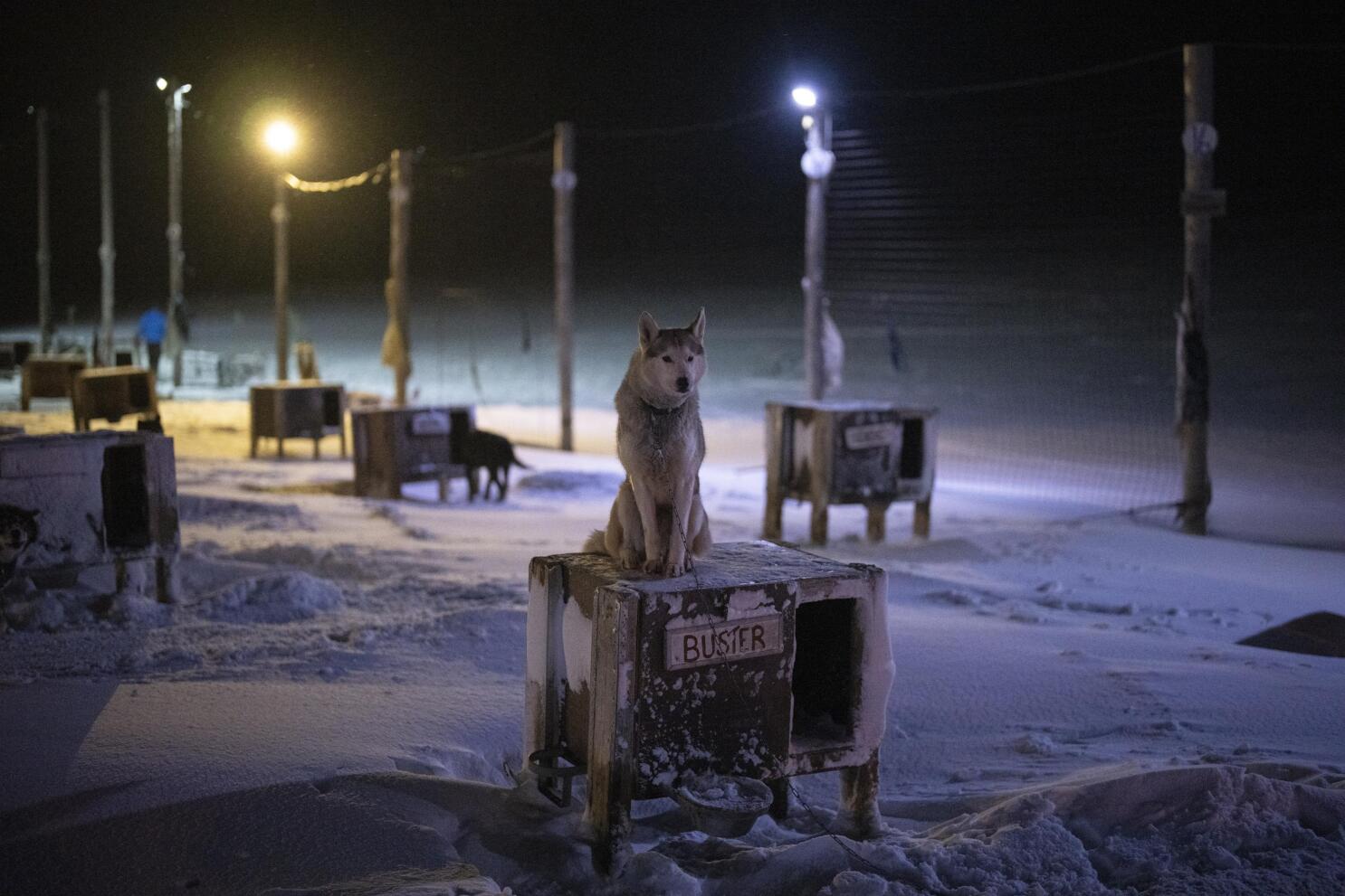 High yard cheap sled dogs
